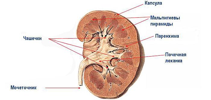 Чашечно-лоханочная система расширена - что это такое, расширение ЧЛС правой и левой почки