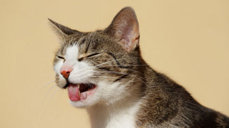 Вся правда о Рвоте у Кошек и Котов