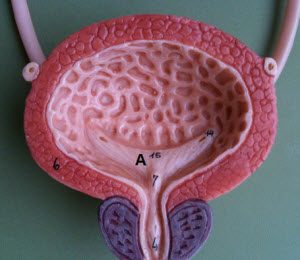 мочевой пузырь