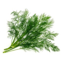 Укроп при цистите